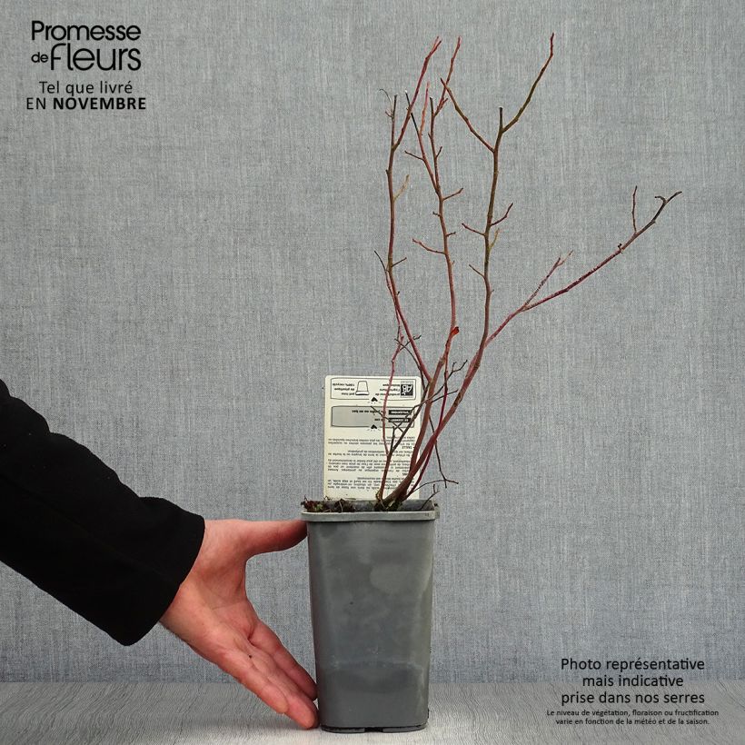 Spécimen de Myrtillier Reka Bio Pot de 1,5L/2L, Buisson tel que livré en automne