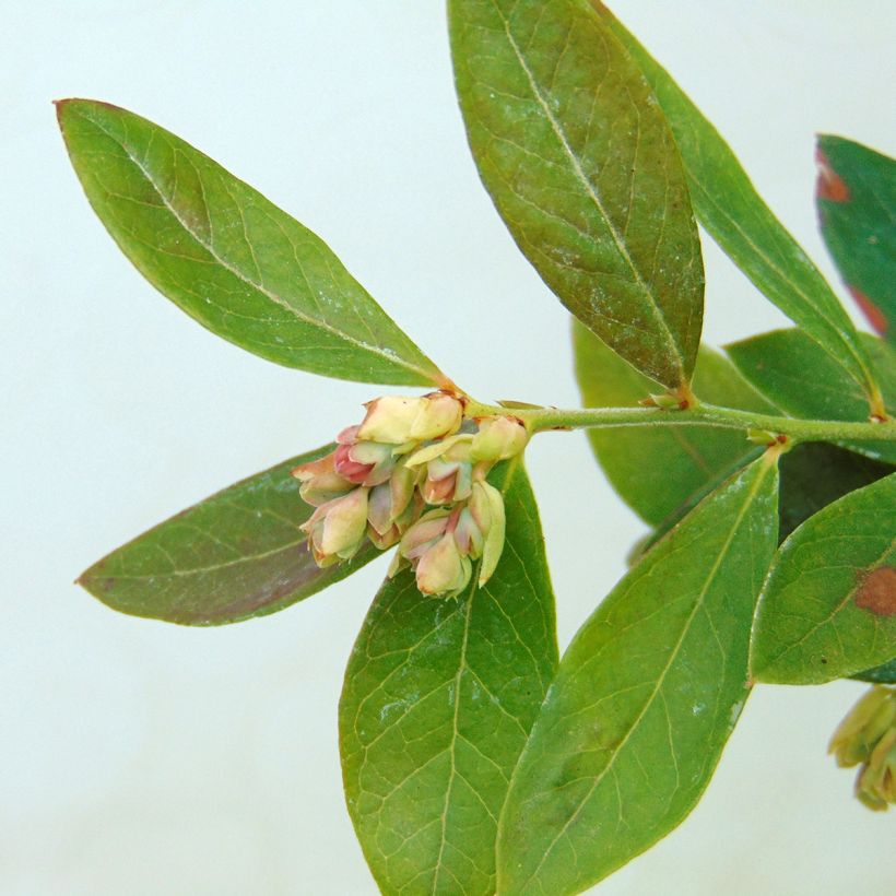 Myrtillier Sunshine Blue - Vaccinum corymbosum (Feuillage)