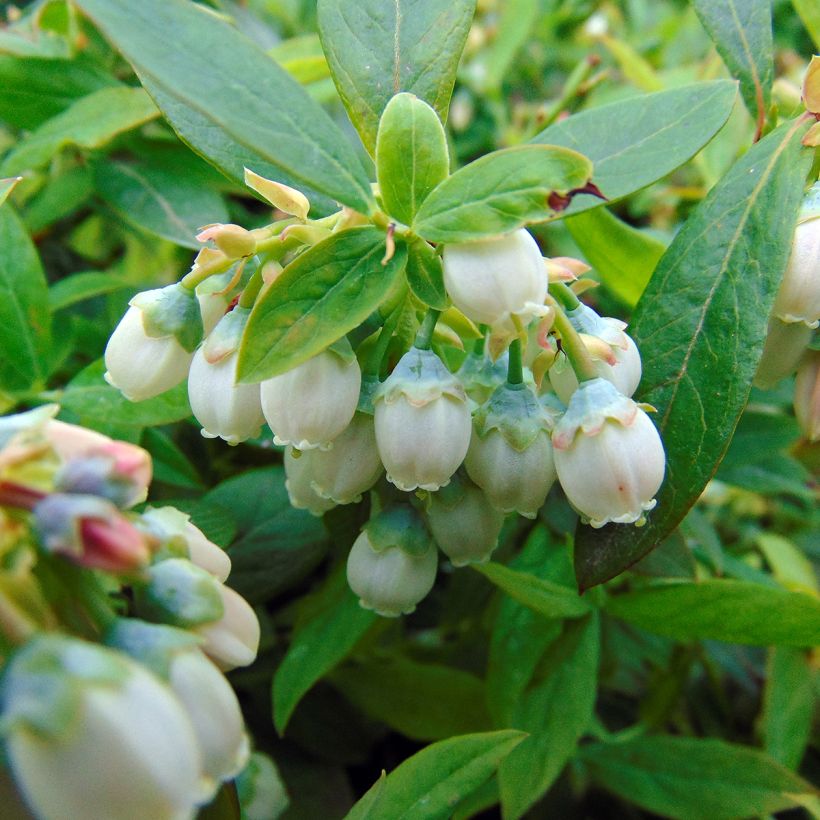Myrtillier Sunshine Blue - Vaccinum corymbosum (Floraison)