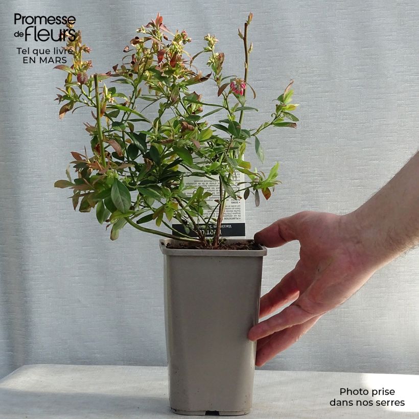 Spécimen de Myrtillier Sunshine Blue - Vaccinum corymbosum Godet de 8/9 cm, Buisson tel que livré en hiver