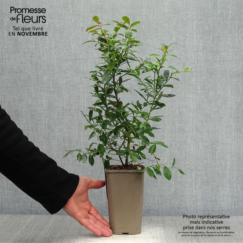 Spécimen de Myrtillier Sunshine Blue - Vaccinum corymbosum Godet de 8/9 cm, Buisson tel que livré en automne