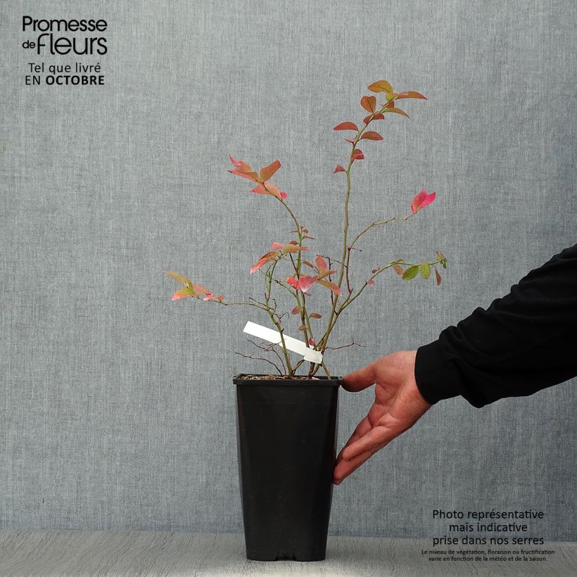 Spécimen de Myrtillier Yello!Berryblue - Vaccinium corymbosum Pot de 2L/3L tel que livré en automne