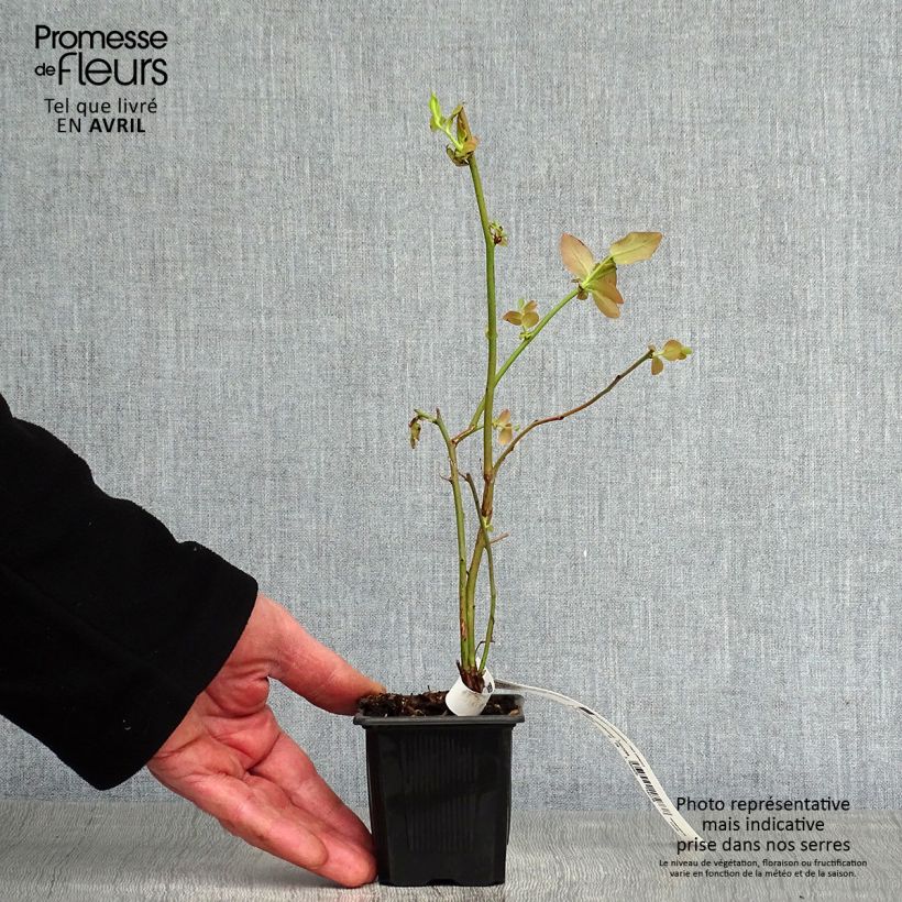 Spécimen de Myrtillier Yello!Berryblue - Vaccinium corymbosum Godet de 8/9 cm, Buisson tel que livré au printemps