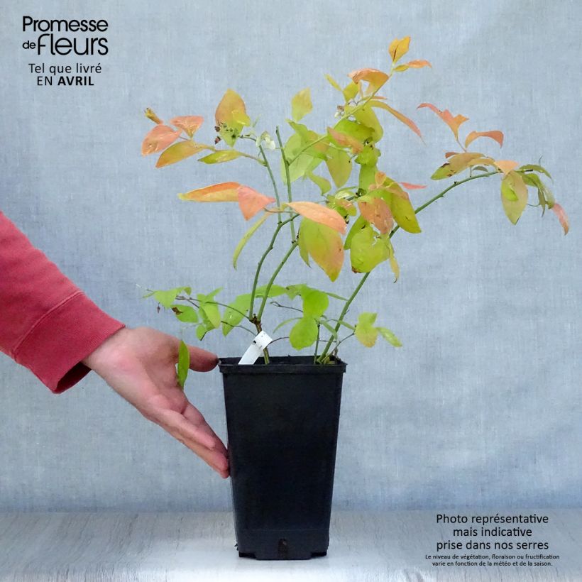 Mirtillo gigante americano - Yello!Berryblue 'Andval1601' Vaso da 2L/3L esemplare consegnato in primavera