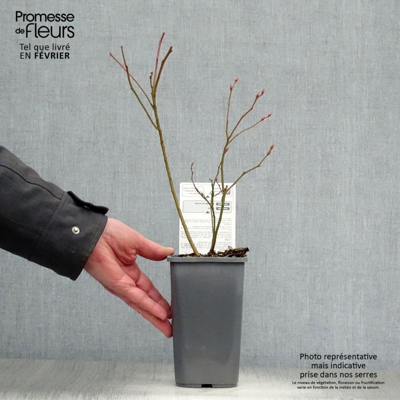 Spécimen de Myrtillier d’Amérique Patriot Bio Pot de 1,5L/2L, Buisson tel que livré en hiver
