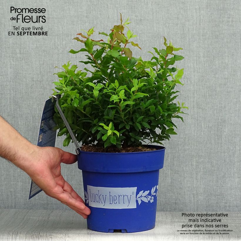 Spécimen de Myrtillier nain Lucky Berry - Vaccinium corymbosum Pot de 4L/5L, Touffe tel que livré en automne
