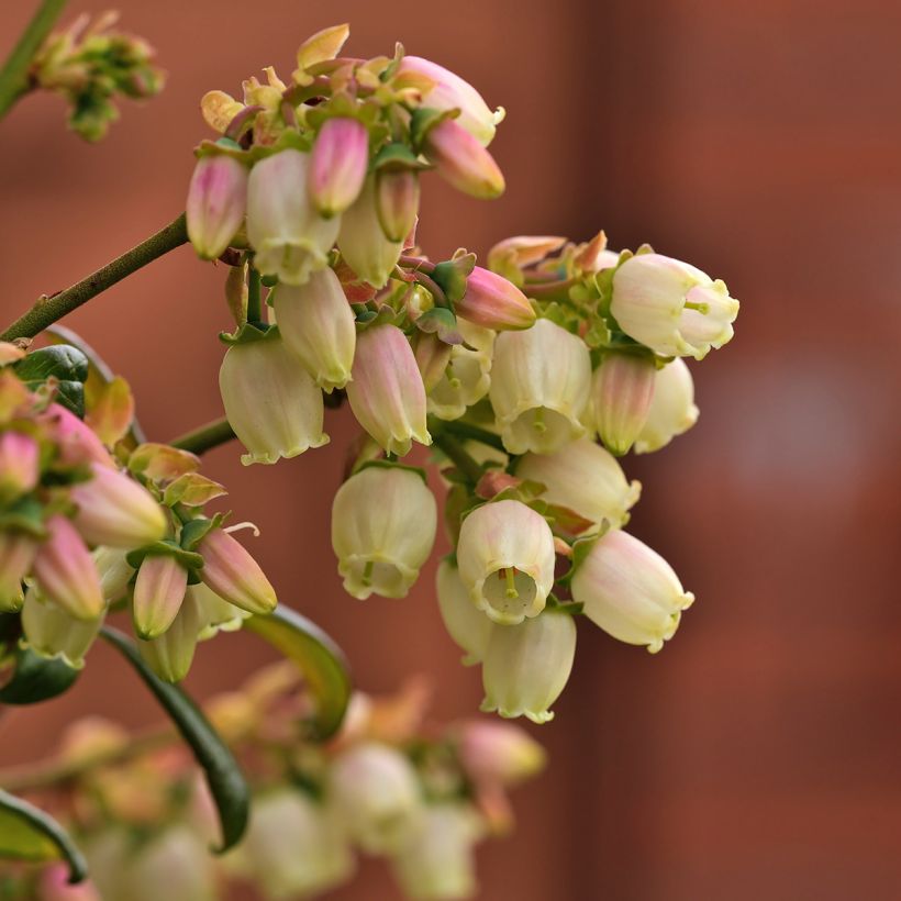 Myrtillier d’Amérique Patriot Bio (Floraison)