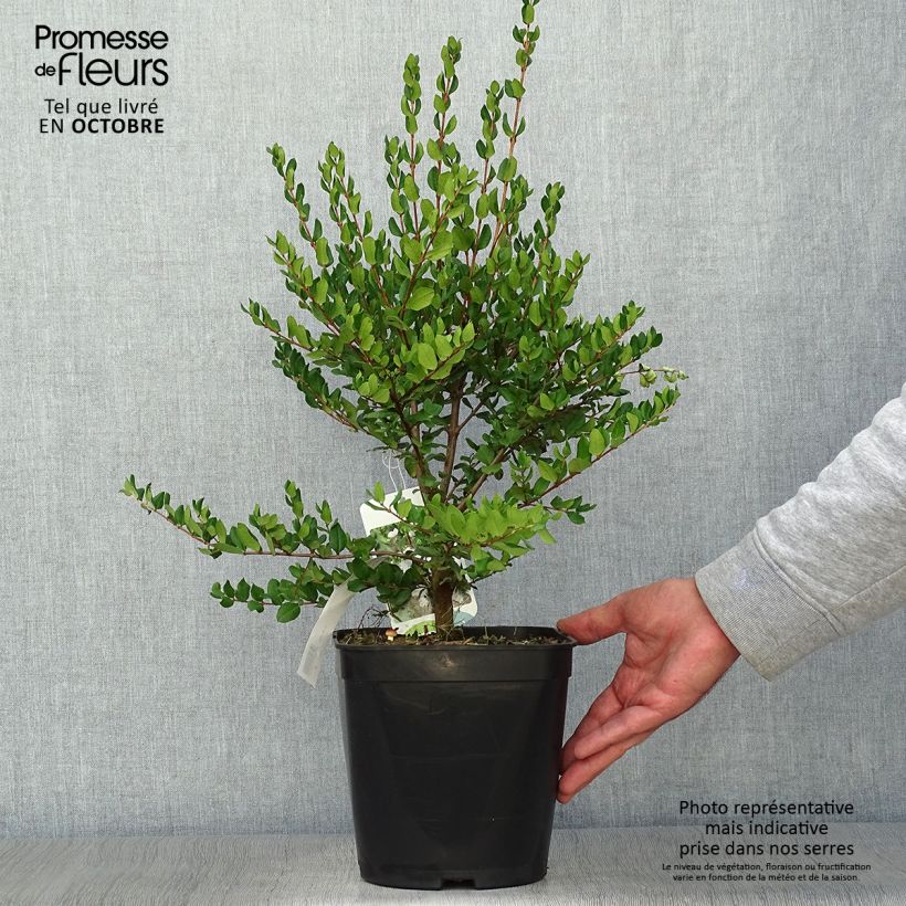 Spécimen de Myrtus luma - Myrte du Chili Pot de 3L/4L tel que livré en automne