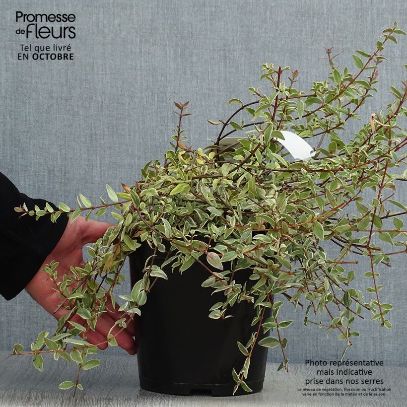 Spécimen de Myrtus ugni Flambeau - Myrte ugni Pot de 3L/4L tel que livré en automne