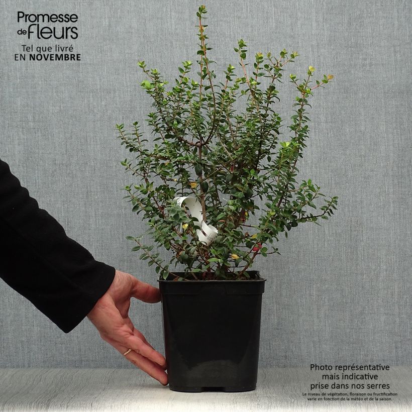 Spécimen de Myrtus ugni - Ugni molinae Butterball  Pot de 2L/3L tel que livré en automne