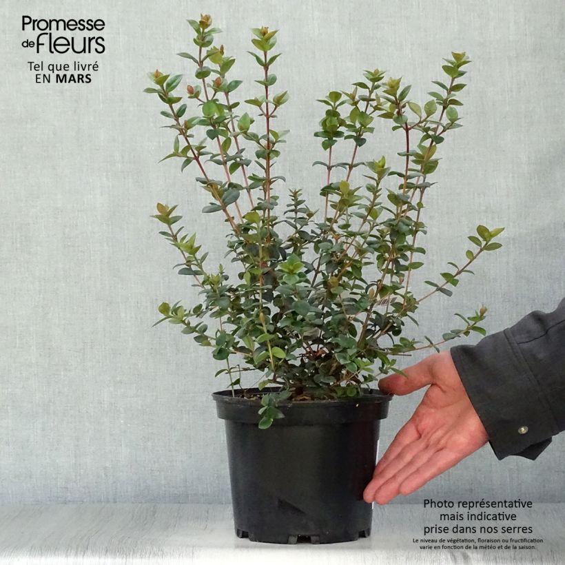 Spécimen de Myrtus ugni ou Ugni molinae Elite Pot de 2L/3L tel que livré au printemps