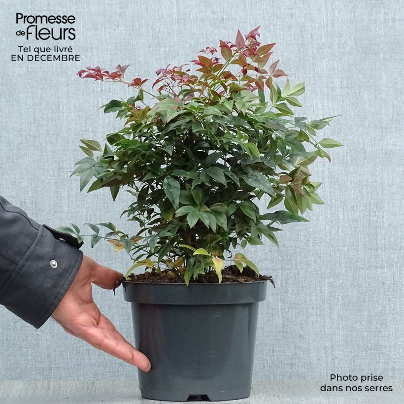 Spécimen de Nandina Obsessed Seika - Bambou sacré Pot de 2L/3L tel que livré en hiver