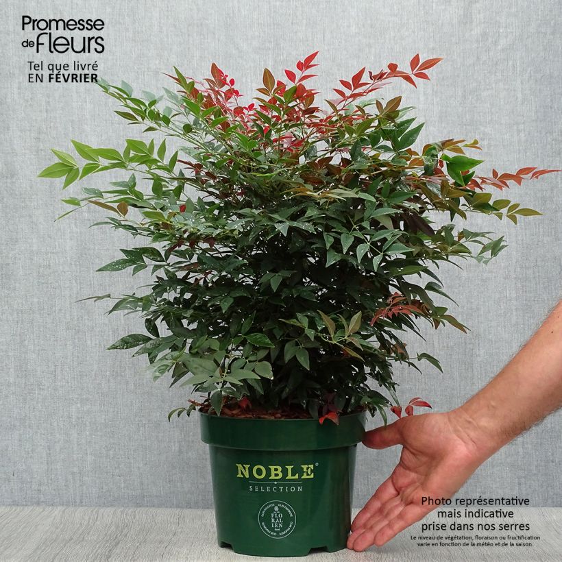 Spécimen de Nandina Obsessed Seika - Bambou sacré Pot de 2L/3L tel que livré en automne