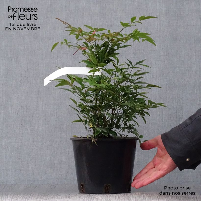 Spécimen de Nandina domestica - Bambou sacré Pot de 2L/3L tel que livré en automne