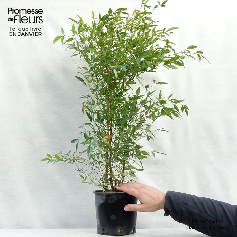 Spécimen de Nandina domestica - Bambou sacré Pot de 2L/3L tel que livré en hiver