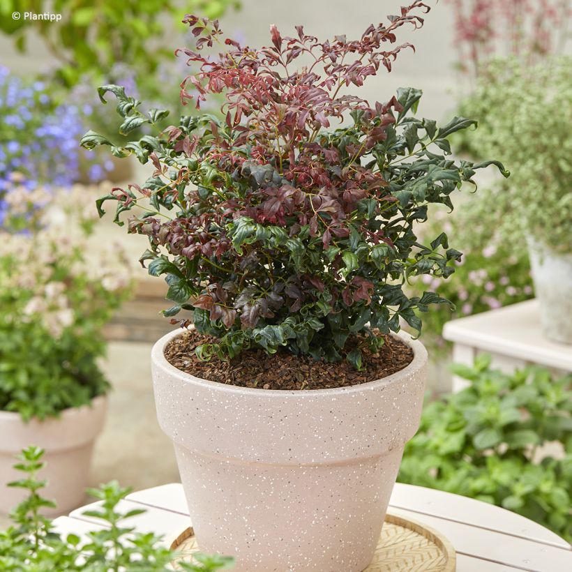 Nandina domestica Curly Obsessed - Bambou sacré (Port)