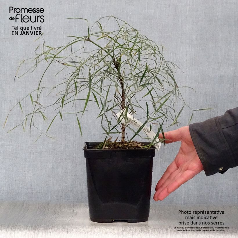 Spécimen de Nandina domestica Filamentosa - Bambou sacré  Pot de 2L/3L tel que livré en hiver