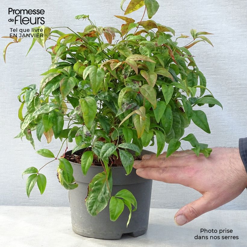 Spécimen de Nandina domestica Fire Power - Bambou sacré  Pot de 2L/3L tel que livré en hiver