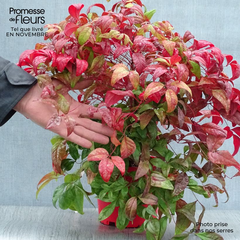 Spécimen de Nandina domestica Fire Power - Bambou sacré  Pot de 2L/3L tel que livré en automne