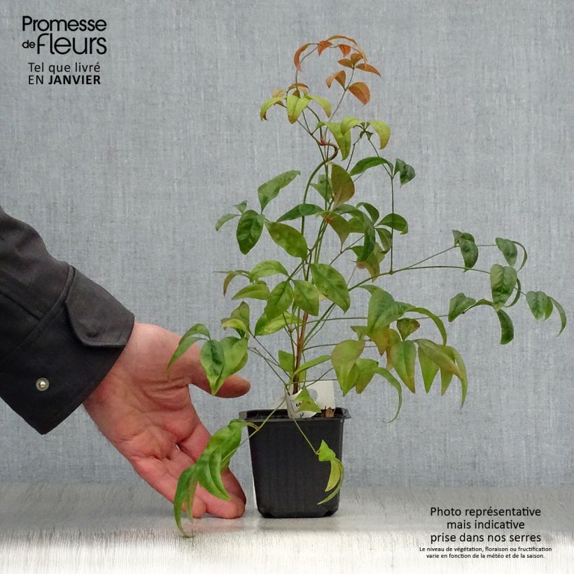 Spécimen de Nandina domestica Fire Power - Bambou sacré  Godet de 8/9 cm tel que livré en hiver