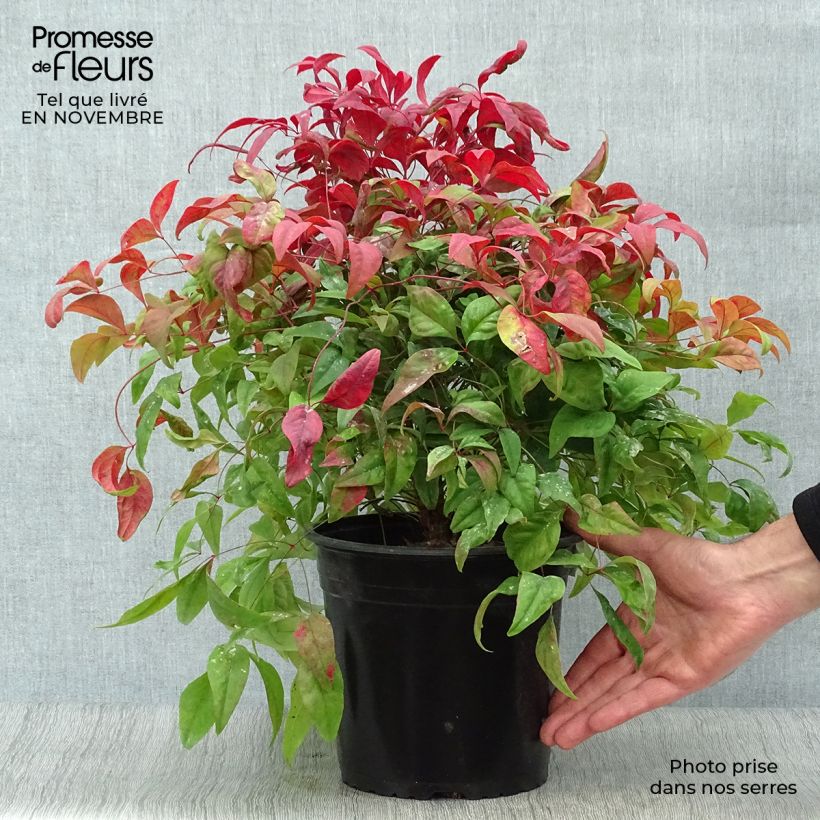 Spécimen de Nandina domestica Fire Power - Bambou sacré  Pot de 4L/5L tel que livré en automne