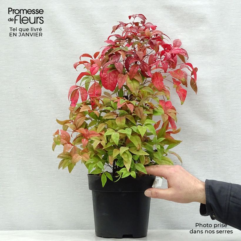 Spécimen de Nandina domestica Fire Power - Bambou sacré  Pot de 4L/5L tel que livré en hiver