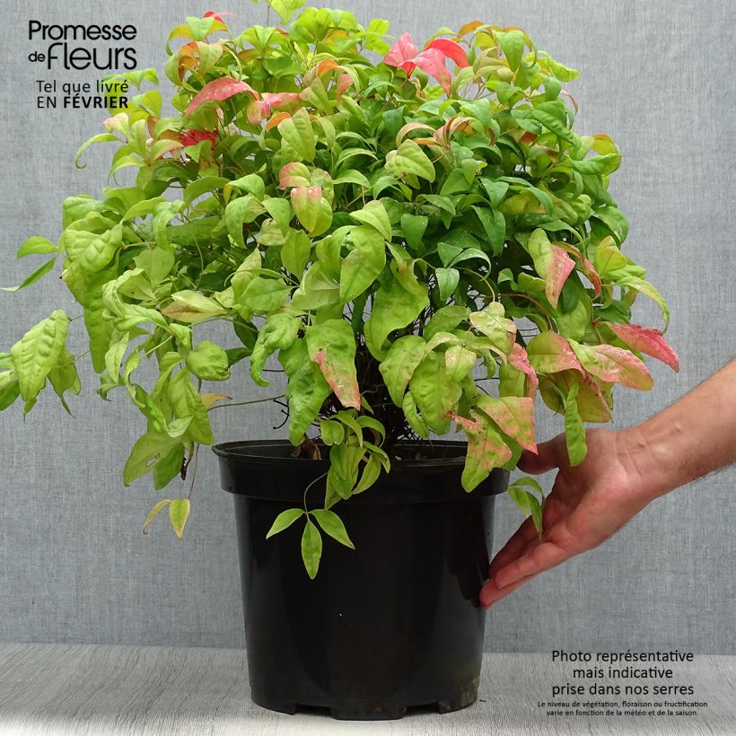 Spécimen de Nandina domestica Fire Power - Bambou sacré  Pot de 7,5L/10L tel que livré en automne