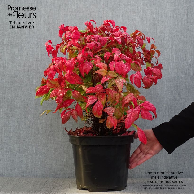 Spécimen de Nandina domestica Fire Power - Bambou sacré  Pot de 7,5L/10L tel que livré en hiver