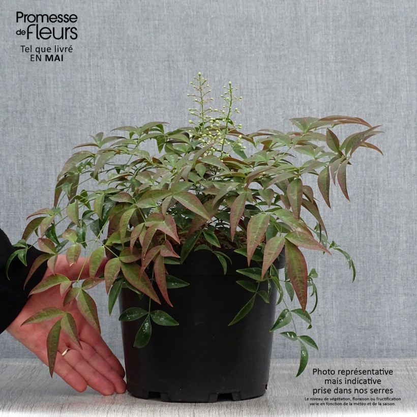 Spécimen de Nandina domestica Flirt - Bambou sacré nain Pot de 3L/4L tel que livré au printemps