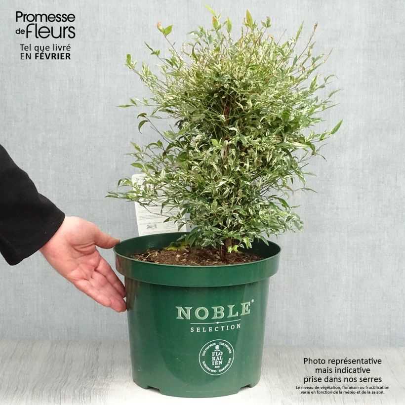 Spécimen de Nandina domestica Twilight - Bambou sacré Pot de 7,5L/10L tel que livré en hiver