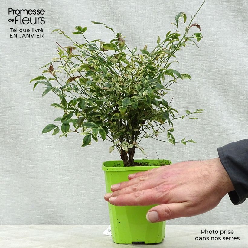 Spécimen de Nandina domestica Twilight - Bambou sacré Godet de 8/9 cm tel que livré en hiver