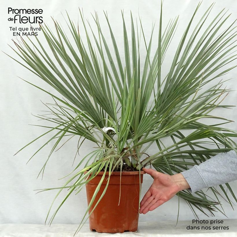 Spécimen de Nannorrhops ritchiana Silver - Palmier Mazari Pot de 7,5L/10L tel que livré au printemps