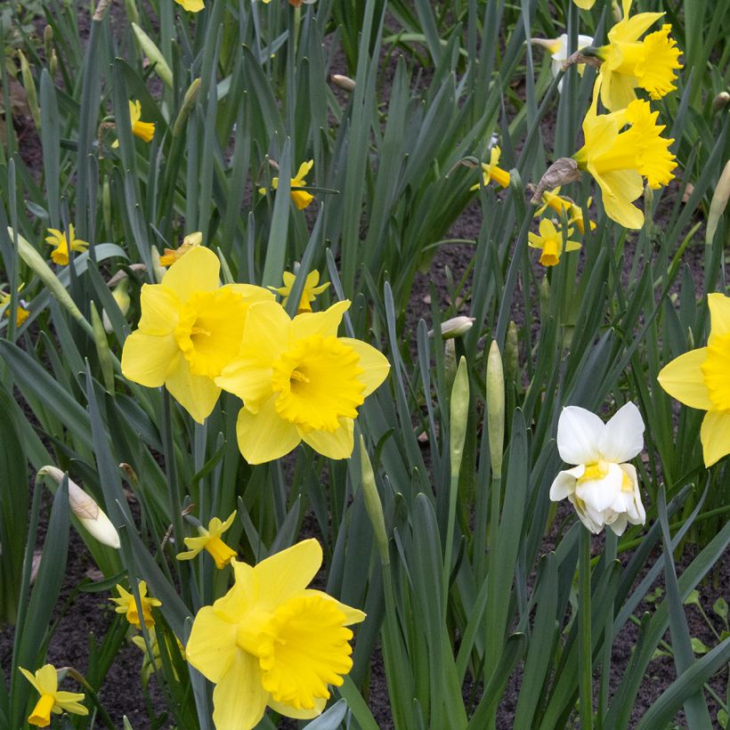 Narcisse Dutch Master (Port)