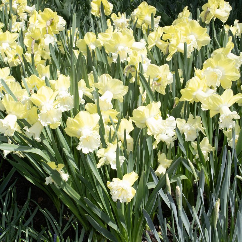 Narcisse Galactic Star (Port)