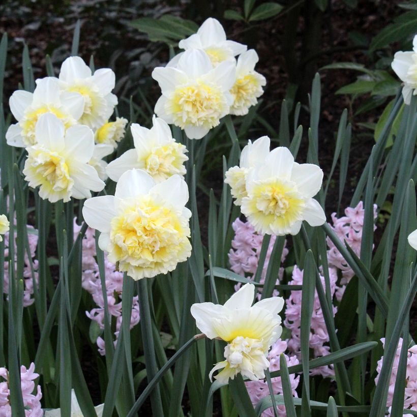 Narcisse Ice King (Port)