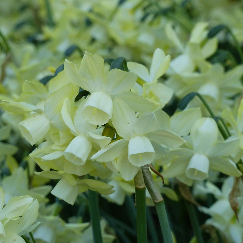 Narcisse Moonlight Sensation (Floraison)
