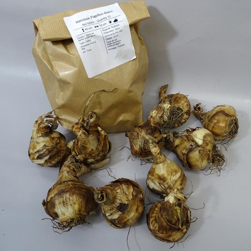 Exemple de spécimen de Narcisse Papillon Blanc Bulbe calibre 12+ tel que livré