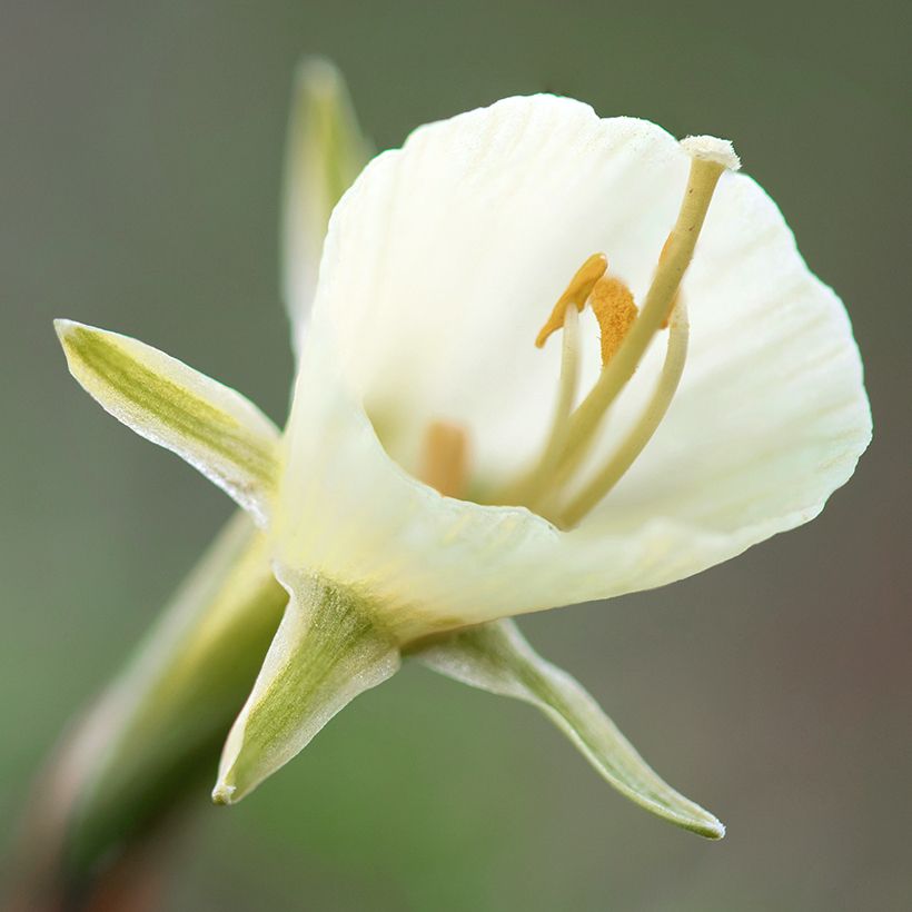 Narciso (<i>Narcissus bulbocodium</i> 'White Petticoat') (Floração)