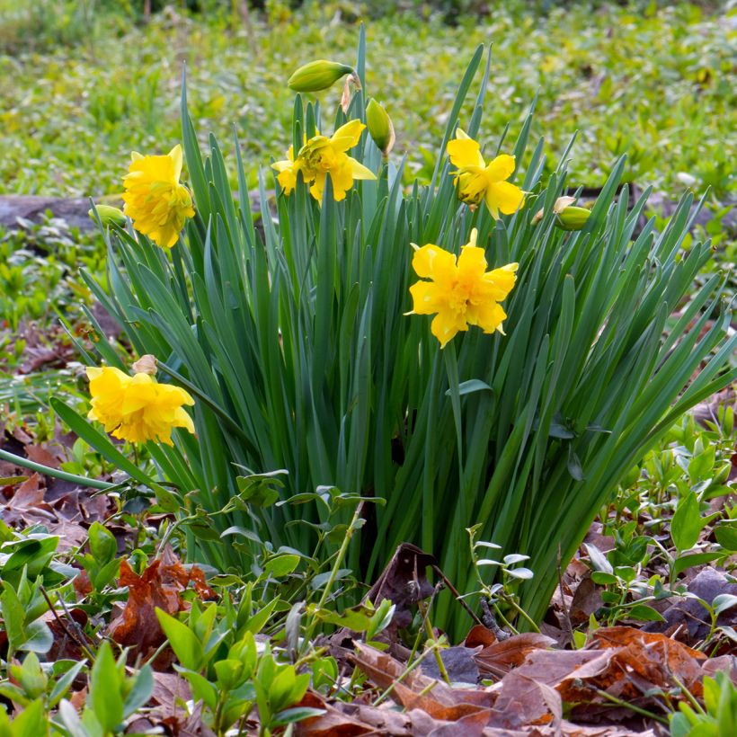 Narcissus odorus Campernelle (Hábito)