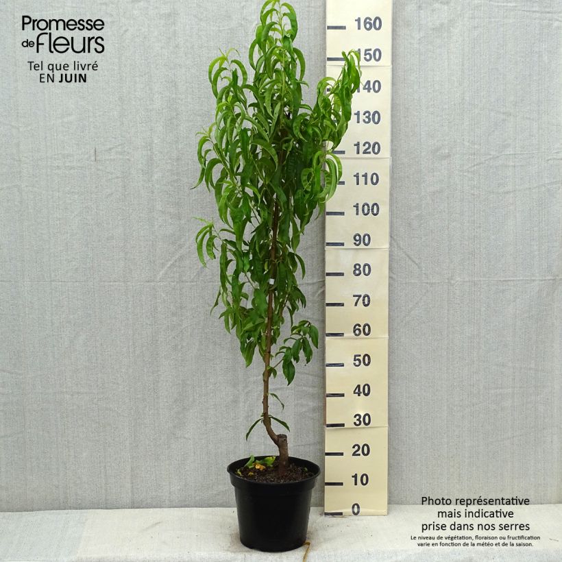 Spécimen de Nectarinier Fantasia Pot de 7,5L/10L, Gobelet tel que livré en été
