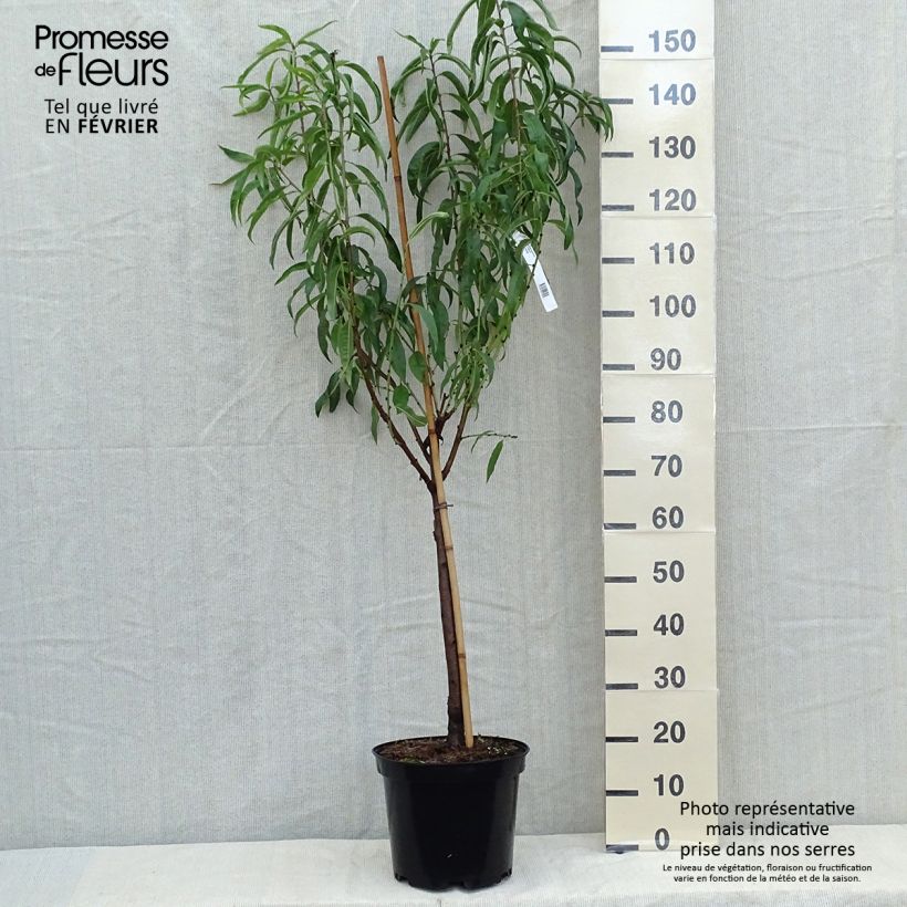Spécimen de Nectarinier Morton Pot de 7,5L/10L, Gobelet tel que livré en automne