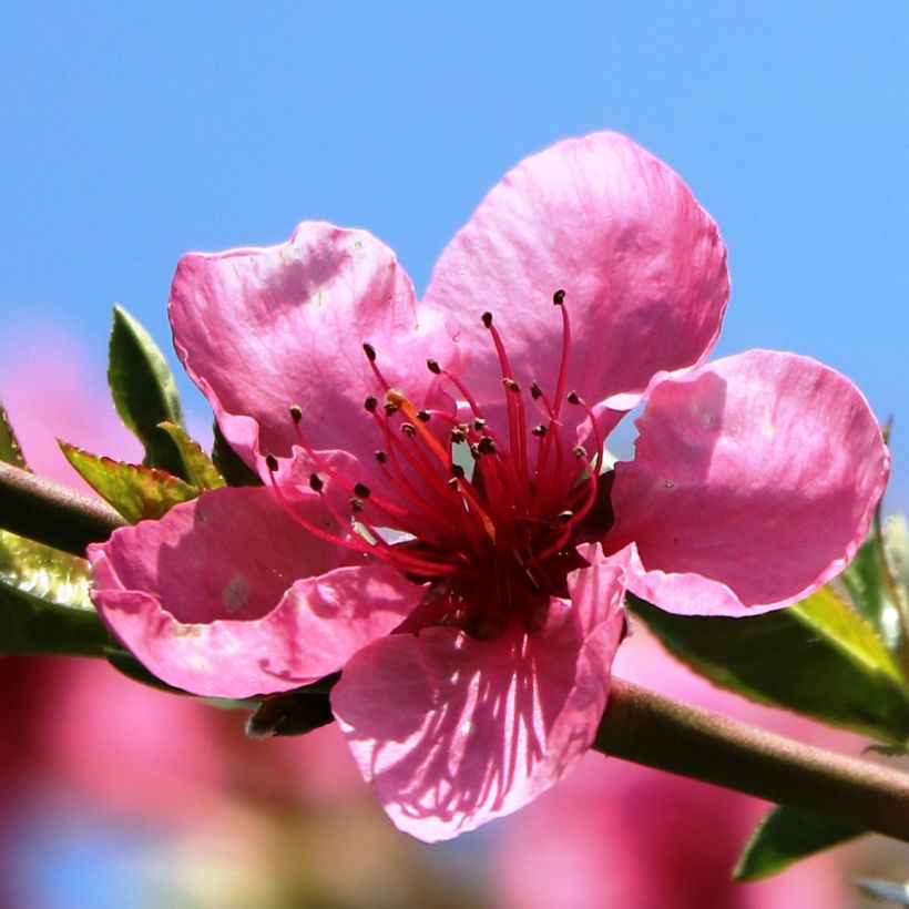 Nectarinier Flavor Top - Prunus persica nucipersica (Floraison)