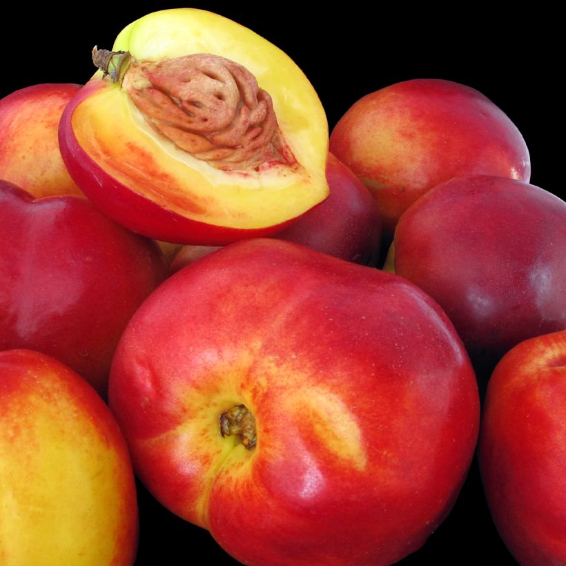 Nectarinier Flavor Top - Prunus persica nucipersica (Récolte)