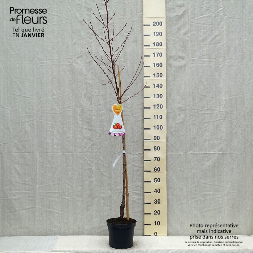 Spécimen de Nectarinier à fruits plats Flateryna - Prunus persica nucipersica Pot de 7,5L/10L, Demi-Tige, Demi-tige tel que livré en hiver