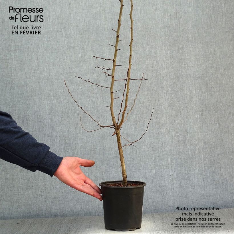 Spécimen de Néflier - Mespilus germanica Pot de 2L/3L tel que livré en hiver