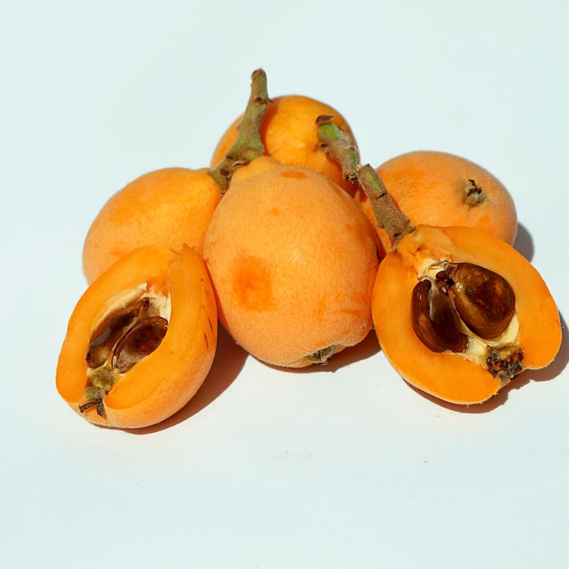 Néflier du Japon Argelino - Eriobotrya japonica (Récolte)