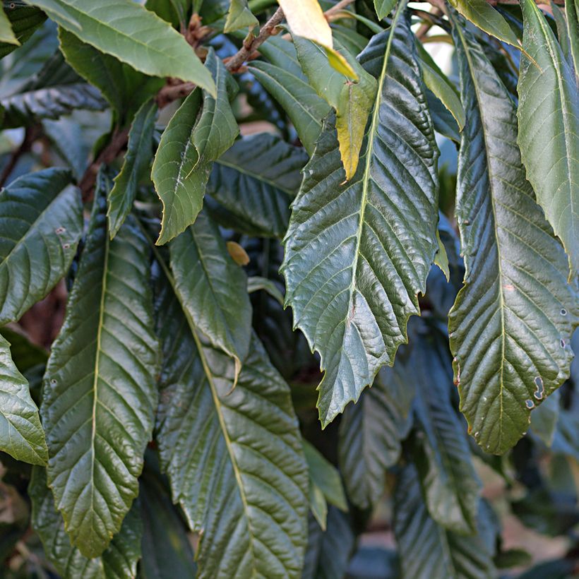 Néflier du Japon Tanaka - Eriobotrya japonica (Feuillage)