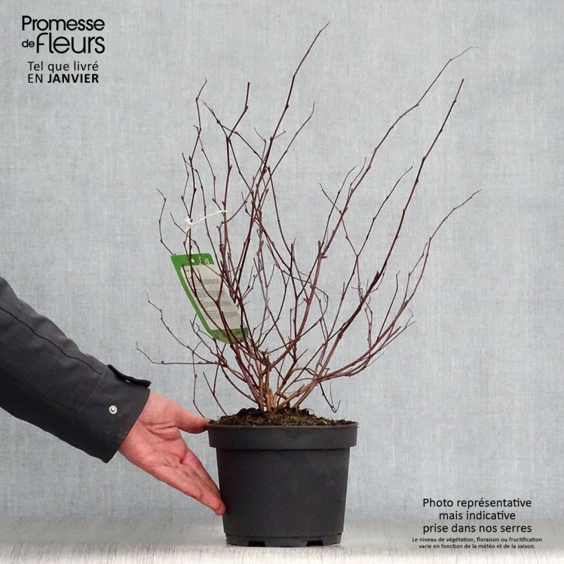 Spécimen de Neillia affinis Pot de 2L/3L tel que livré en hiver