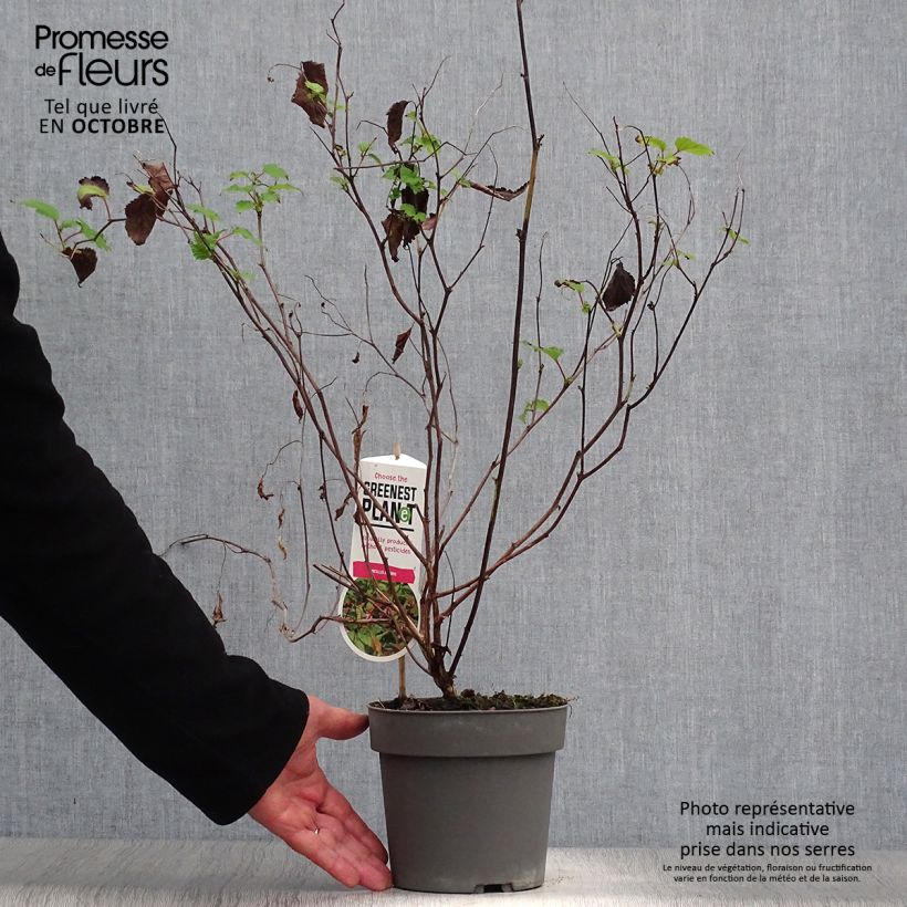 Spécimen de Neillia affinis Pot de 2L/3L tel que livré en automne