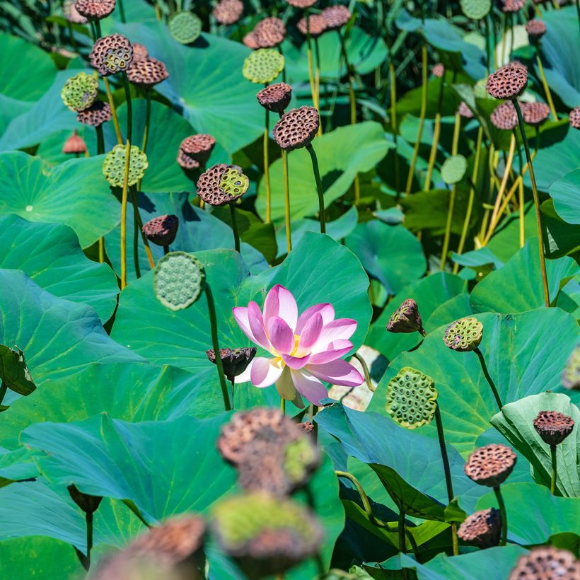 Nelumbo Red at Sunset - Lotus nain rouge (Feuillage)